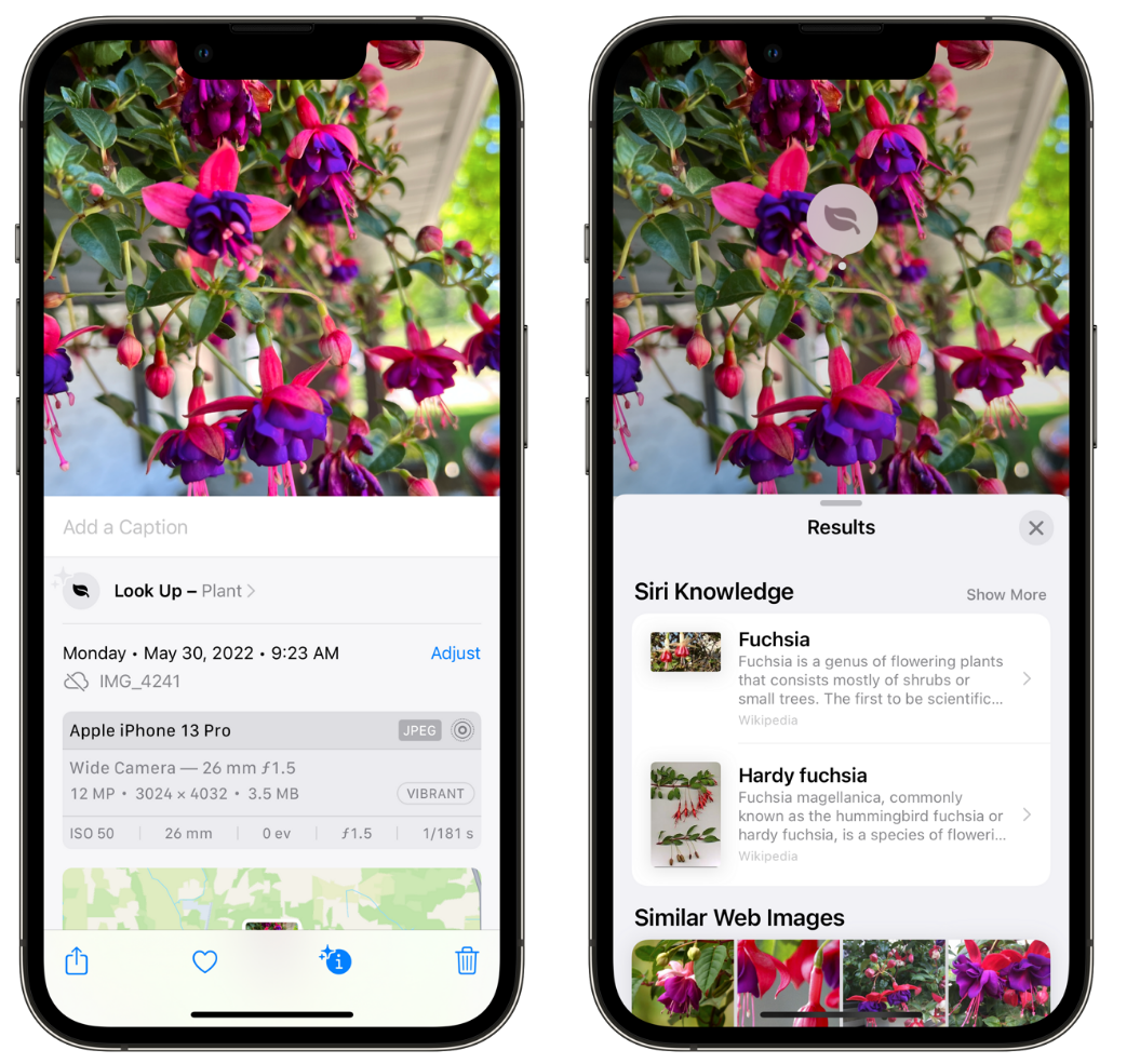 鸠江苹果手机维修分享小技巧：使用 iPhone 相机识别花卉植物 